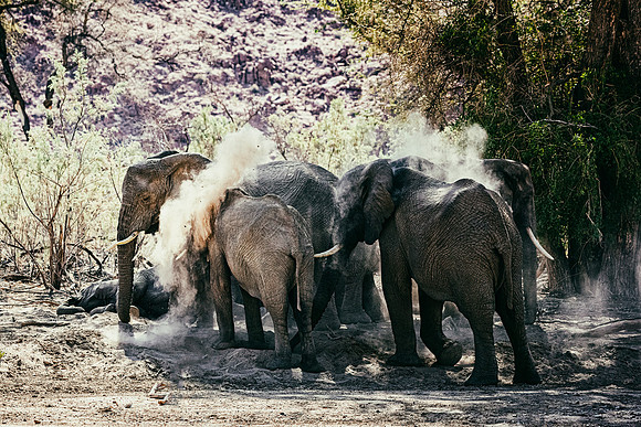 Desert Elephants