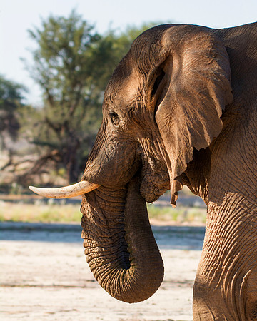 Bertazzoni, Botswana, Chobe, Dumbo, India, Kenya, Mara, Masai, Moremi, Namibia, Namibia, Savuti, "South Africa", Tanzania, Zambia, Zimbabwe, baby, "desert elephants in the night", ears, elephant, fric