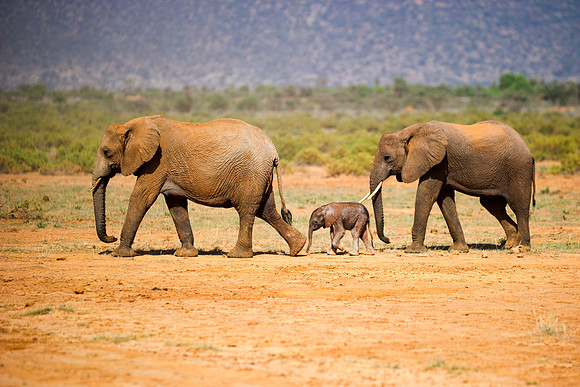 Bertazzoni, Botswana, Chobe, Dumbo, India, Kenya, Mara, Masai, Moremi, Namibia, Namibia, Savuti, "South Africa", Tanzania, Zambia, Zimbabwe, baby, "black & white", ears, elephant, Africa, illegal, ivo