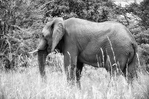 Africa, Africa, Botswana, Elephant, Kenya, "black & white", ivory, tusk
