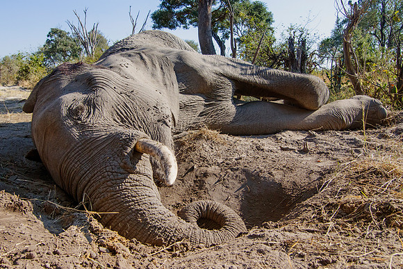 Africa, Botswana, Botswana, Chobe, Dumbo, India, Kenya, Kenya, Mara, Masai, Moremi, Namibia, Namibia, Savuti, "South Africa", Tanzania, Tanzania, Zambia, Zimbabwe, bertazzoni, ears, elephant, elephant