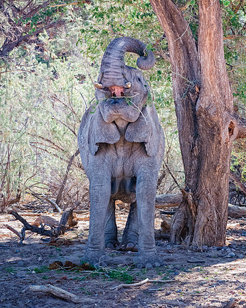 Desert Elephant
