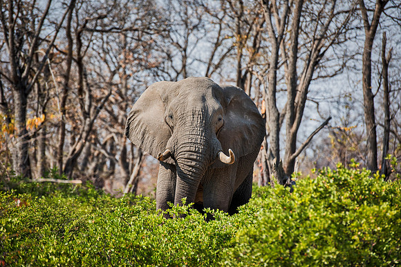 Africa, Africa, Africa, Botswana, Botswana, Chobe, Dumbo, India, Kenya, Kenya, Mara, Masai, Moremi, Namibia, Namibia, Savuti, South, South, Tanzania, Tanzania, Zambia, Zimbabwe, black, "black & white"
