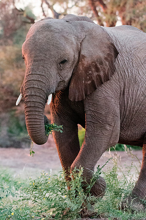 Bertazzoni, Botswana, Chobe, Dumbo, India, Kenya, Mara, Masai, Moremi, Namibia, Namibia, Savuti, "South Africa", Tanzania, Zambia, Zimbabwe, baby, "black & white", ears, elephant, Africa, illegal, ivo