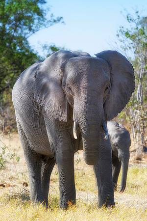 Africa, Africa, Africa, Botswana, Botswana, Chobe, Dumbo, India, Kenya, Kenya, Mara, Masai, Moremi, Namibia, Namibia, Savuti, South, South, Tanzania, Tanzania, Zambia, Zimbabwe, ears, elephant, elepha