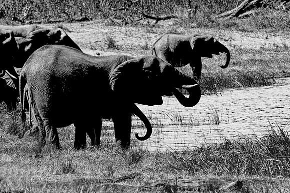 Africa, Africa, Africa, Botswana, Botswana, Chobe, Dumbo, India, Kenya, Kenya, Mara, Masai, Moremi, Namibia, Namibia, Savuti, South, South, Tanzania, Tanzania, Zambia, Zimbabwe, black, ears, elephant,