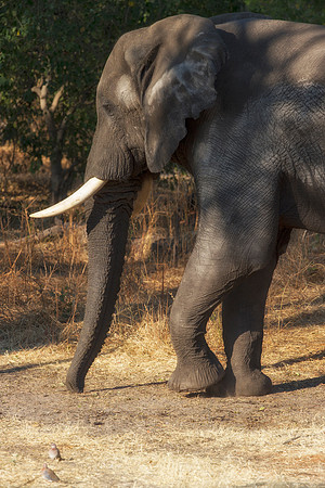 Africa, Africa, Africa, Botswana, Botswana, Chobe, Dumbo, India, Kenya, Kenya, Mara, Masai, Moremi, Namibia, Namibia, Savuti, South, South, Tanzania, Tanzania, Zambia, Zimbabwe, ears, elephant, elepha