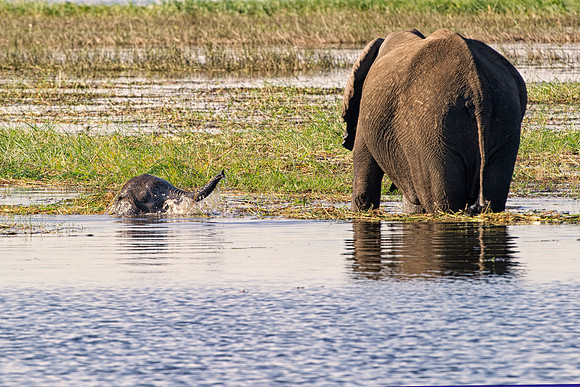 ears, elephant, elephant, illegal, ivory, ivory, jungle, jungle, pack, parks, poaching, poaching, safari, safari, savanna, savanna, trade, trunk, trunk, tusk, tusks, wildlife, wildlife, zoo