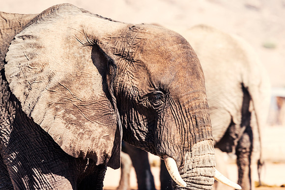 Desert Elephant
