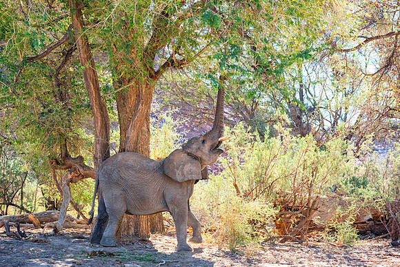 Desert Elephant