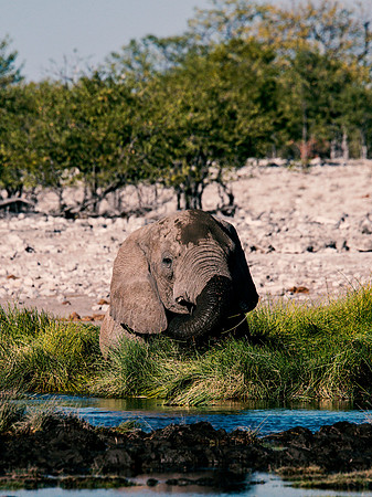 Bull Elephant - Etosha