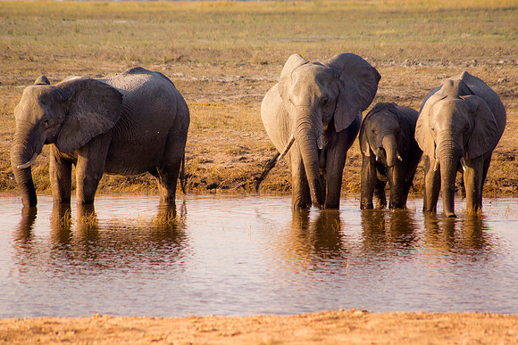 Africa, Botswana, Chobe, Dumbo, Kenya, "Masai Mara", Moremi, Namibia, Savuti, "South Africa", Tanzania, ears, elephant, "illegal trade", ivory, jungle, poaching, safari, savanna, trunk, tusk,India, Ta