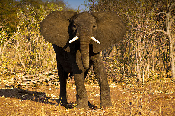 Africa, Botswana, Chobe, Dumbo, Kenya, "Masai Mara", Moremi, Namibia, Savuti, "South Africa", Tanzania, ears, elephant, "illegal trade", ivory, jungle, poaching, safari, savanna, trunk, tusk,India, Ta
