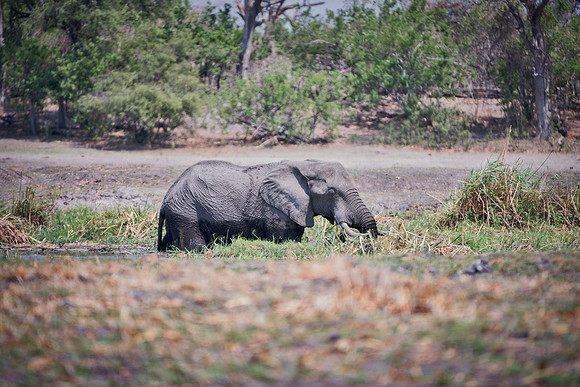Africa, Africa, Africa, Botswana, Botswana, Chobe, Dumbo, India, Kenya, Kenya, Mara, Masai, Moremi, Namibia, Namibia, Savuti, South, South, Tanzania, Tanzania, Zambia, Zimbabwe, black, "black & white"