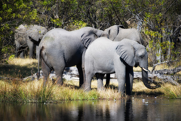Africa, Africa, Africa, Botswana, Botswana, Chobe, Dumbo, India, Kenya, Kenya, Mara, Masai, Moremi, Namibia, Namibia, Savuti, South, South, Tanzania, Tanzania, Zambia, Zimbabwe, ears, elephant, elepha