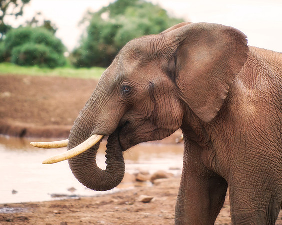 Bertazzoni, Botswana, Chobe, Dumbo, India, Kenya, Mara, Masai, Moremi, Namibia, Namibia, Savuti, "South Africa", Tanzania, Zambia, Zimbabwe, baby, ears, elephant, frica, illegal, ivory, jungle, pack,