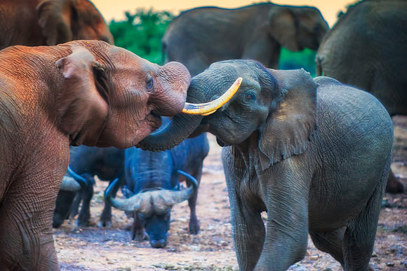 Bertazzoni, Botswana, Chobe, Dumbo, India, Kenya, Mara, Masai, Moremi, Namibia, Namibia, Savuti," South Africa", Tanzania, Zambia, Zimbabwe, baby, ears, elephant, frica, illegal, ivory, jungle, pack,