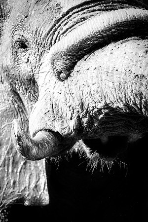 Africa, Bertazzoni, Botswana, Chobe, Dumbo, India, Kenya, Mara, Masai, Moremi, Namibia, Namibia, Savuti, "South Africa", Tanzania, Zambia, Zimbabwe, baby, "black & white", ears, elephant, illegal, ivo