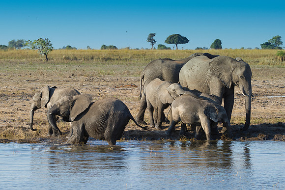 Africa, Africa, Africa, Botswana, Botswana, Chobe, Dumbo, India, Kenya, Kenya, Mara, Masai, Moremi, Namibia, Namibia, Savuti, South, South, Tanzania, Tanzania, Zambia, Zimbabwe, ears, elephant, elepha