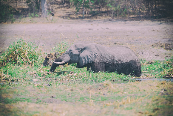 Africa, Africa, Africa, Botswana, Botswana, Chobe, Dumbo, India, Kenya, Kenya, Mara, Masai, Moremi, Namibia, Namibia, Savuti, South, South, Tanzania, Tanzania, Zambia, Zimbabwe, black, "black & white"