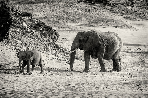 Desert Elephants