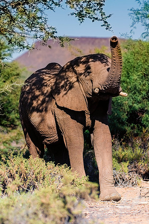 Africa, Bertazzoni, Botswana, Chobe, Dumbo, India, Kenya, Mara, Masai, Moremi, Namibia, Namibia, Savuti, "South Africa", Tanzania, Zambia, Zimbabwe, baby, "black & white", ears, elephant, illegal, ivo