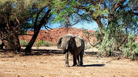 Desert Elephant