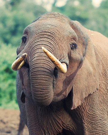 Bertazzoni, Botswana, Chobe, Dumbo, India, Kenya, Mara, Masai, Moremi, Namibia, Namibia, Savuti, "South Africa", Tanzania, Zambia, Zimbabwe, baby, ears, elephant, frica, illegal, ivory, jungle, pack,