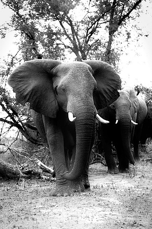 Africa, Africa, Africa, Botswana, Botswana, Chobe, Dumbo, India, Kenya, Kenya, Mara, Masai, Moremi, Namibia, Namibia, Savuti, South, South, Tanzania, Tanzania, Zambia, Zimbabwe, black, "black & white"