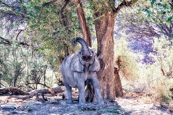 Desert Elephant
