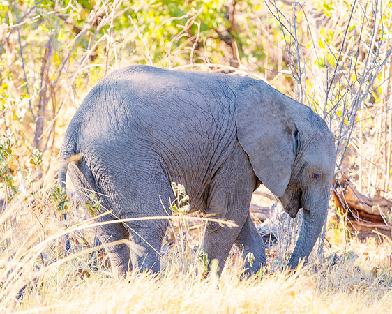Africa, Africa, Africa, Botswana, Botswana, Chobe, Dumbo, India, Kenya, Kenya, Mara, Masai, Moremi, Namibia, Namibia, Savuti, South, South, Tanzania, Tanzania, Zambia, Zimbabwe, ears, elephant, elepha