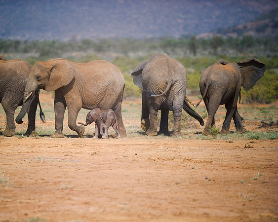 Bertazzoni, Botswana, Chobe, Dumbo, India, Kenya, Mara, Masai, Moremi, Namibia, Namibia, Savuti, "South Africa", Tanzania, Zambia, Zimbabwe, baby, "black & white", ears, elephant, Africa, illegal, ivo