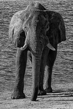 Africa, Africa, Africa, Botswana, Botswana, Chobe, Dumbo, India, Kenya, Kenya, Mara, Masai, Moremi, Namibia, Namibia, Savuti, South, South, Tanzania, Tanzania, Zambia, Zimbabwe, black & white, ears, e