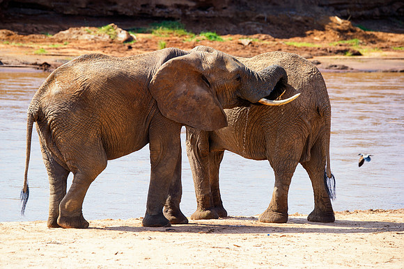 Africa, Bertazzoni, Botswana, Chobe, Dumbo, India, Kenya, Mara, Masai, Moremi, Namibia, Namibia, Savuti, "South Africa", Tanzania, Zambia, Zimbabwe, baby, "black & white", ears, elephant, illegal, ivo