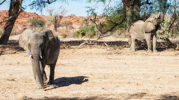 Desert Elephants