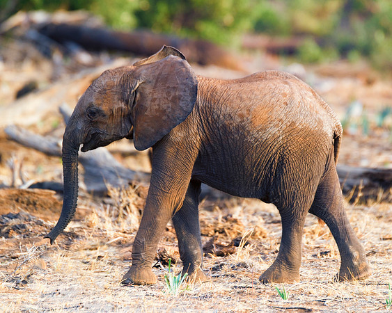 Africa, Bertazzoni, Botswana, Chobe, Dumbo, India, Kenya, Mara, Masai, Moremi, Namibia, Namibia, Savuti, "South Africa", Tanzania, Zambia, Zimbabwe, baby, "black & white", ears, elephant, illegal, ivo