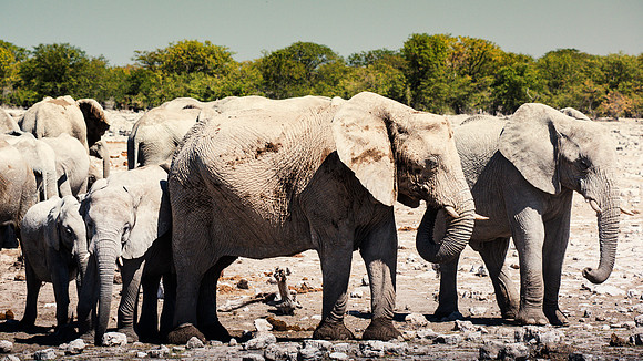 Elephants - Etosha