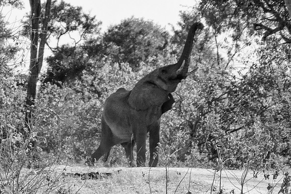"black & white"", Africa, Botswana, Botswana, Chobe, Dumbo, India, Kenya, Mara, Masai, Moremi, Namibia, Savuti, "South Africa", Tanzania, Tanzania, Zambia, Zimbabwe, artistic, bertazzoni, ears, elepha
