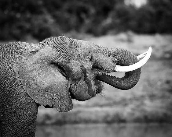 Bertazzoni, Botswana, Chobe, Dumbo, India, Kenya, Mara, Masai, Moremi, Namibia, Namibia, Savuti, "South Africa", Tanzania, Zambia, Zimbabwe, baby, ears, elephant, frica, illegal, ivory, jungle, pack,