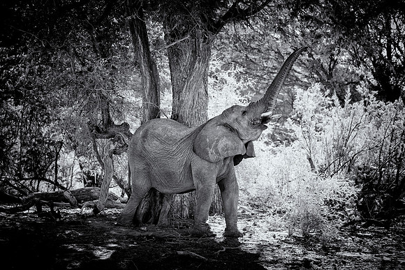 Desert Elephant
