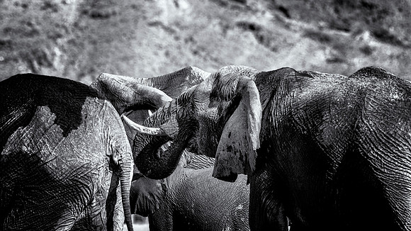 Desert Elephants