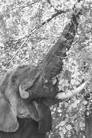 " South Africa", Africa, Botswana,  Chobe, Dumbo, India, Kenya, Mara, Masai, Moremi, Namibia, Savuti, Tanzania, Zambia, Zimbabwe, bertazzoni, "black & white", ears, elephant, illegal, inivory,jungle,