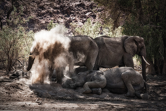 Desert Elephants