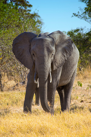Africa, Botswana, Chobe, Dumbo, India, Kenya, Mara, Masai, Moremi, Namibia, Namibia, Savuti, "South Africa", Tanzania, Zambia, Zimbabwe, baby, bertazzoni, ears, elephant, elephant, elephant, illegal,