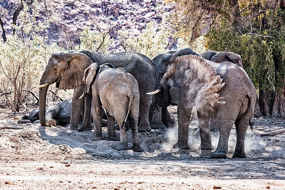 Desert Elephants