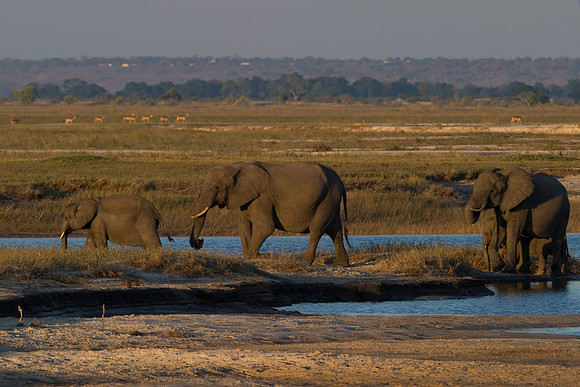 Africa, Africa, Africa, Botswana, Botswana, Chobe, Dumbo, India, Kenya, Kenya, Mara, Masai, Moremi, Namibia, Namibia, Savuti, South, South, Tanzania, Tanzania, Zambia, Zimbabwe, ears, elephant, elepha
