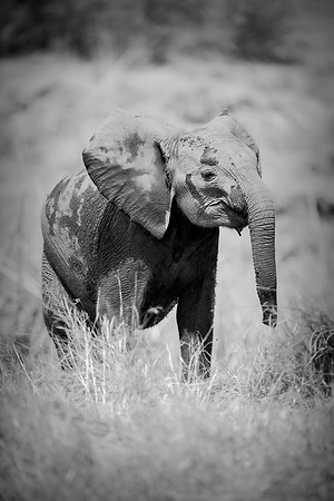 Africa, Africa, Africa, Botswana, Botswana, Chobe, Dumbo, India, Kenya, Kenya, Mara, Masai, Moremi, Namibia, Namibia, Savuti, South, South, Tanzania, Tanzania, Zambia, Zimbabwe, black, "black & white"