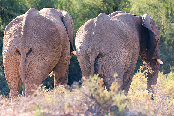 Africa, Bertazzoni, Botswana, Chobe, Dumbo, India, Kenya, Mara, Masai, Moremi, Namibia, Namibia, Savuti, "South Africa", Tanzania, Zambia, Zimbabwe, baby, "black & white", ears, elephant, illegal, ivo