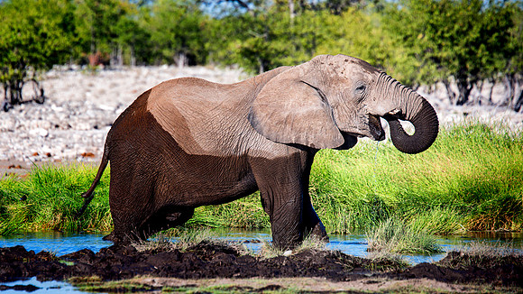 Bull Elephant - Etosha