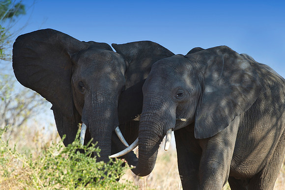 Africa, Botswana, Chobe, Dumbo, Kenya, "Masai Mara", Moremi, Namibia, Savuti, "South Africa", Tanzania, ears, elephant, "illegal trade", ivory, jungle, poaching, safari, savanna, trunk, tusk,India, Ta